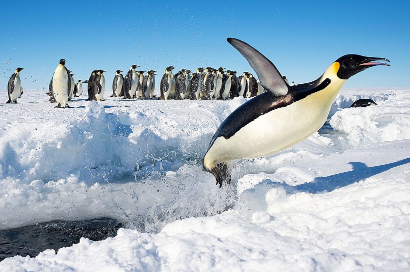 continent-quiz-15-cool-facts-about-antarctica-10-penguin-species-breed-during-antartica's-winter
