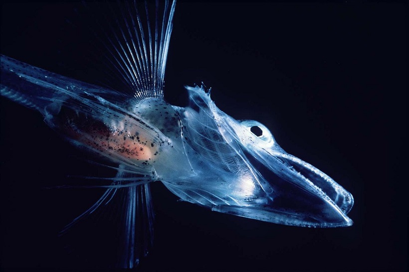 continent-quiz-15-cool-facts-about-antarctica-13-what-do-icefish-have-that-others-don't