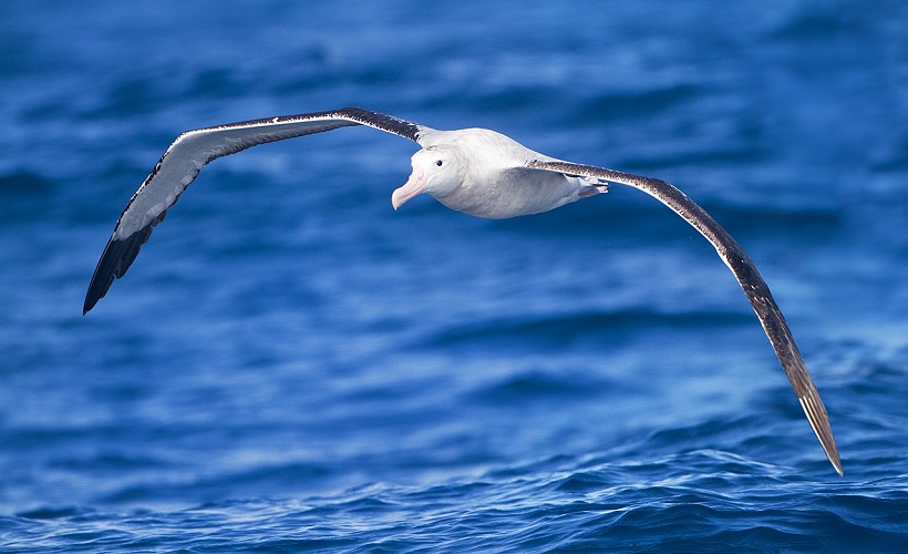 continent-quiz-15-cool-facts-about-antarctica-14-how-long-can-albatrosses-live